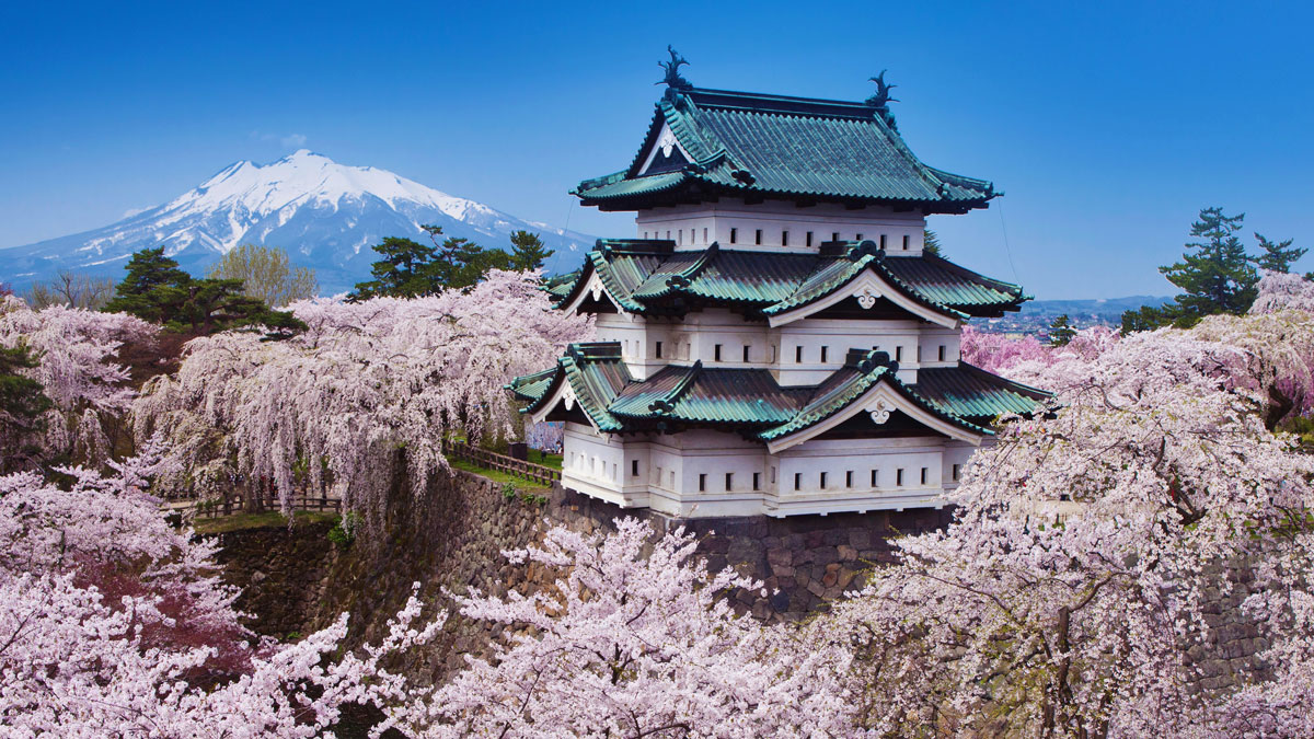 japanese cherry blossom photos