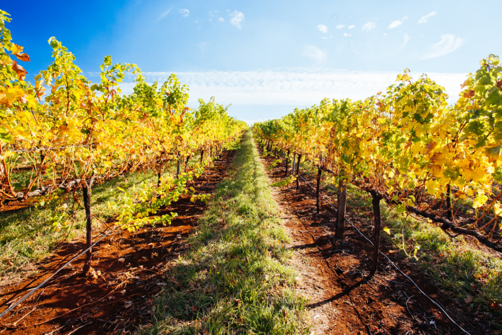 King Valley Vineyard in Australia