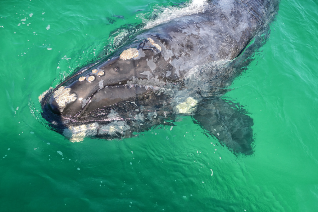 Southern Right Whale in South Africa