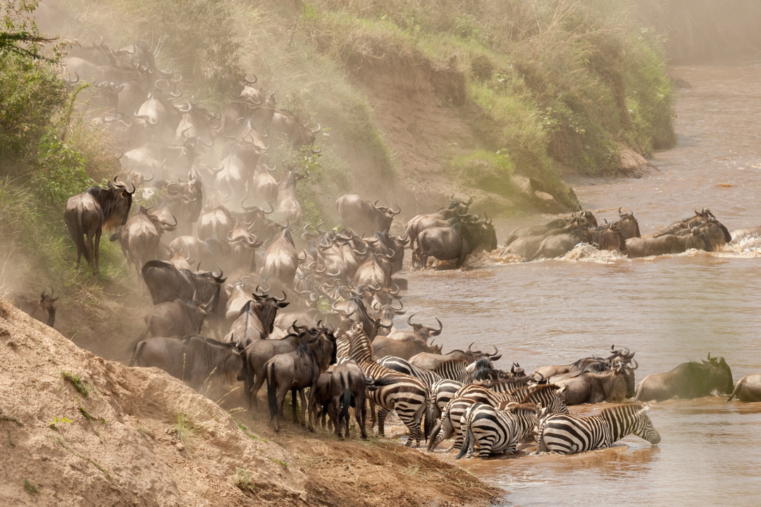 Wildebeest Migration - Maasai Mara, Kenya