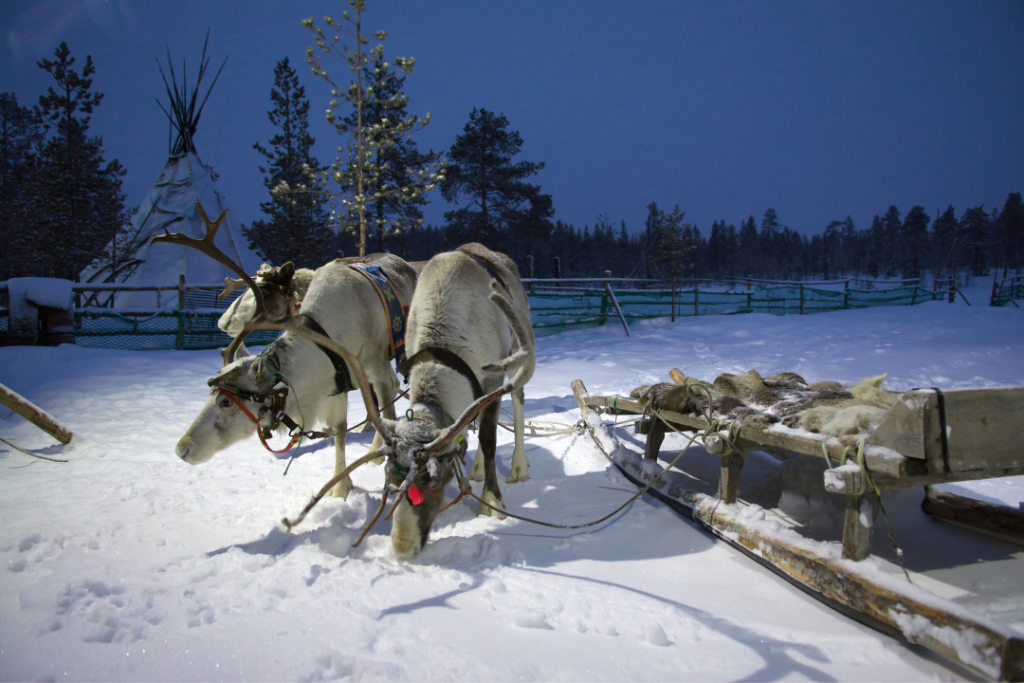 Sami reindeer team in the Sami tent polar night