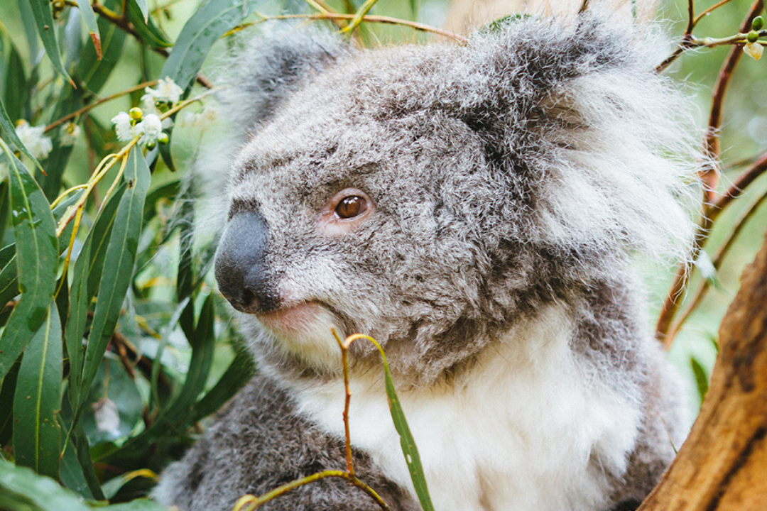 Koala - Swain Destinations