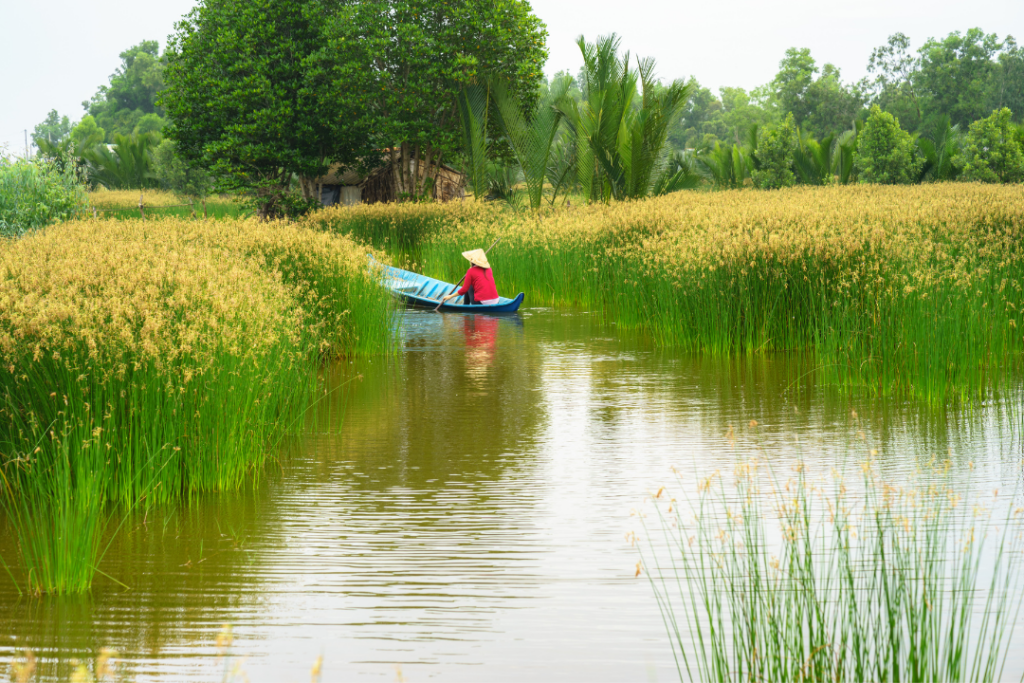 Mekong Delta Landscape, Vietnam
