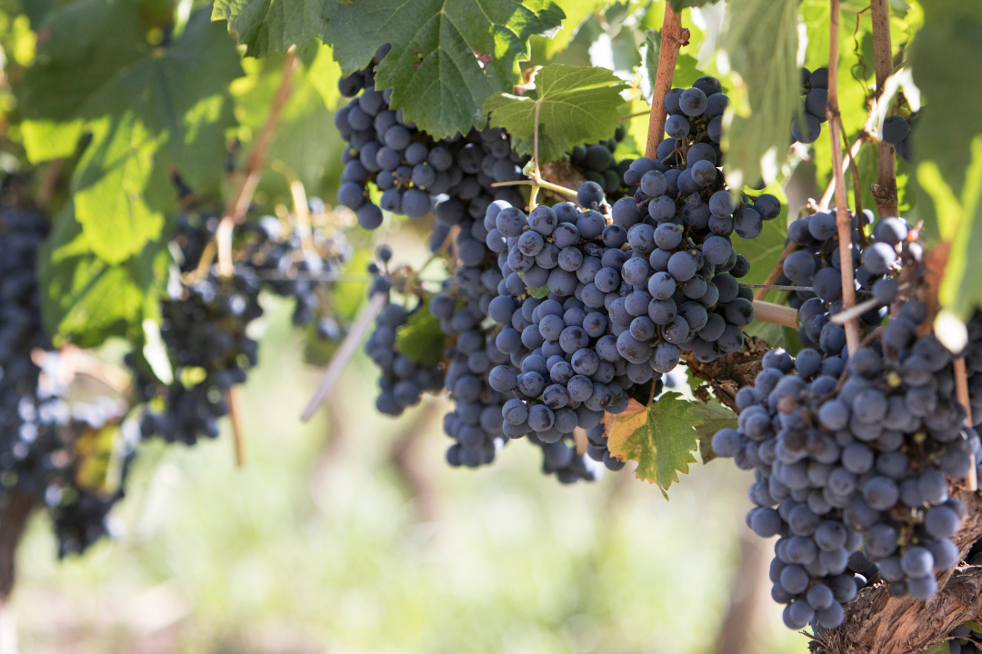 Grapes in Vineyard of Mendoza, Argentina