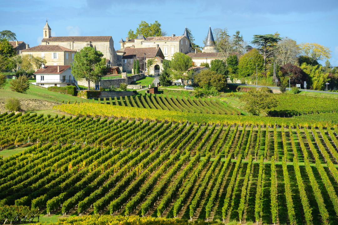 Vineyard at Saint Emilion