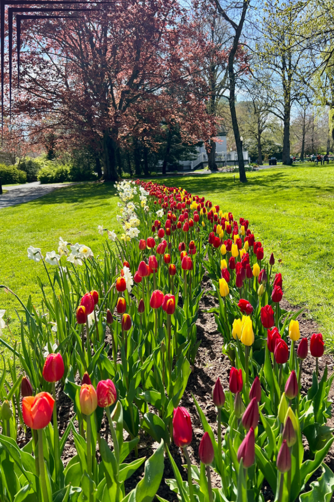 Halifax Public Gardens - Cindy Dykman