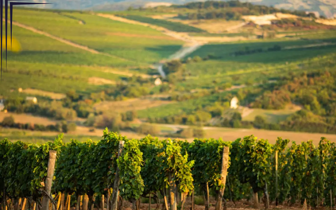 Explore Tokaj: Hungary’s Oldest Wine Region