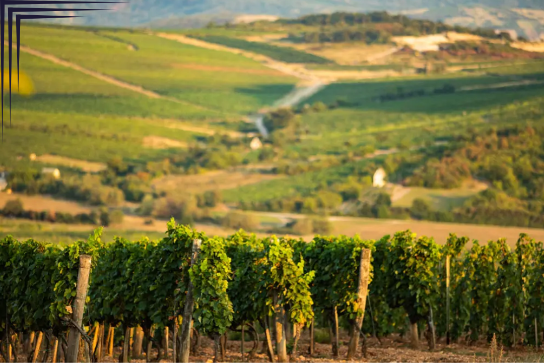 The vineyards of Tokaj - Virtuoso