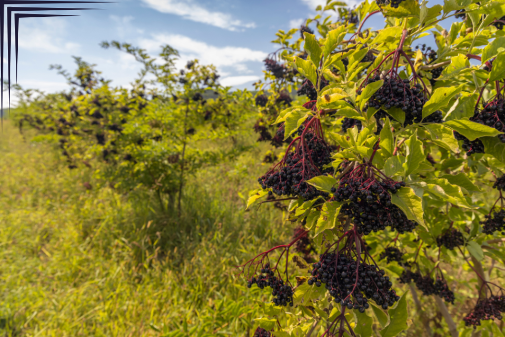 Tokaj Vineyard Hungary - Cindy Dykman