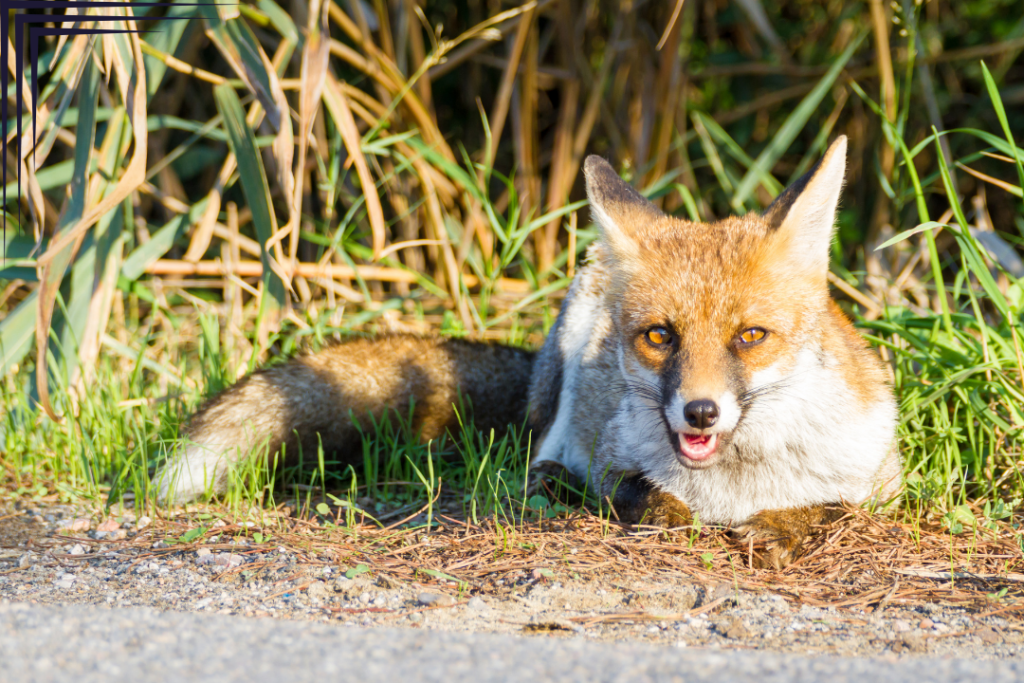 A Fox in Maremma Regional Park