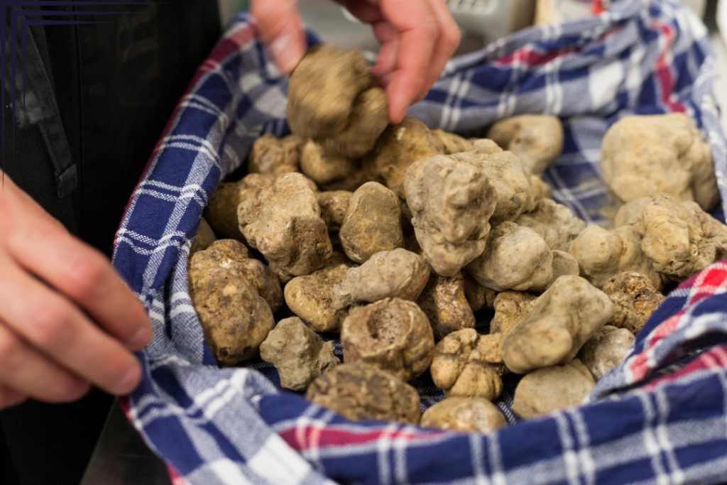 Alba's White Truffles