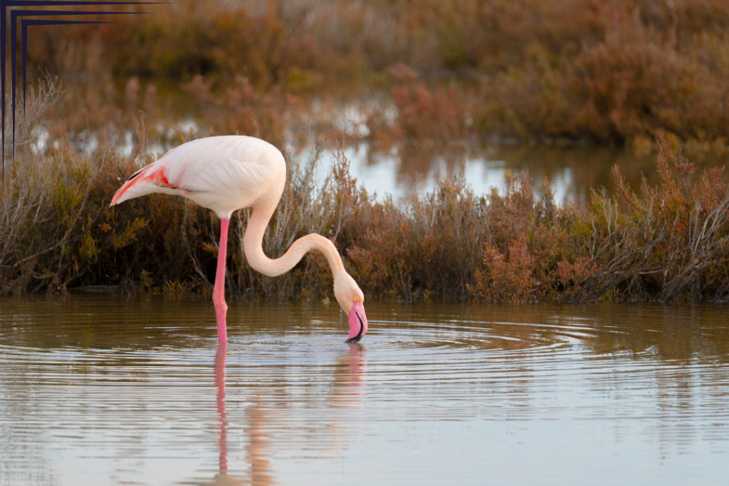 Pink Flamingo in Molentargius Pond