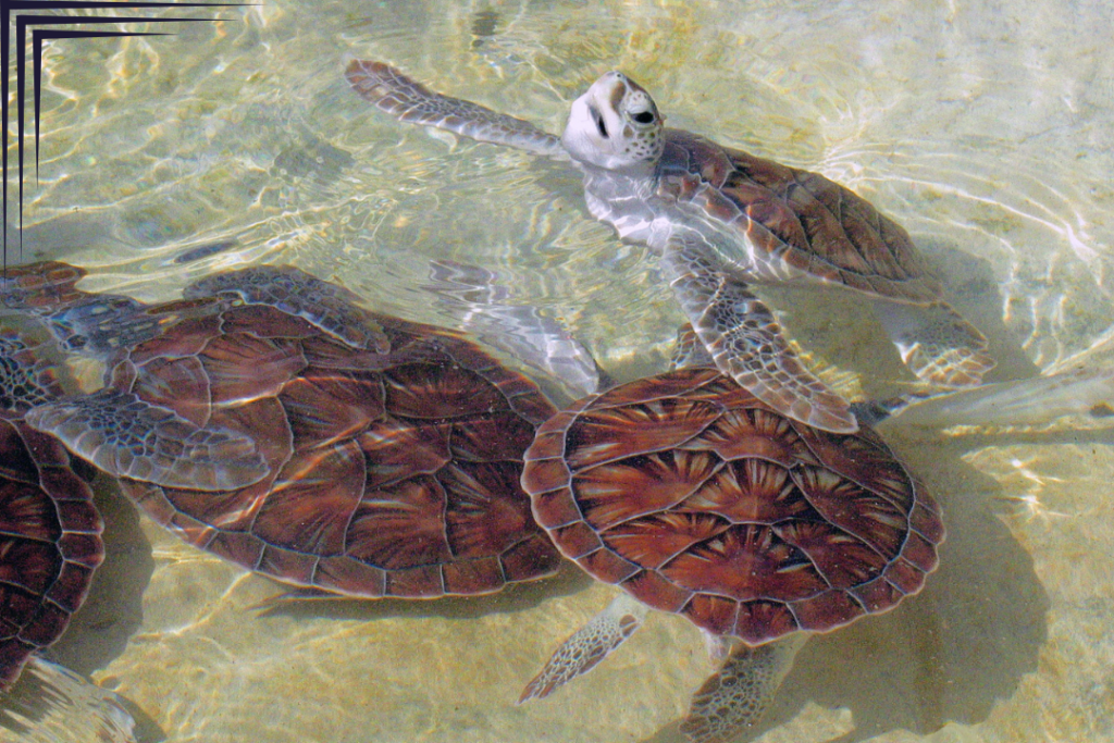 Baby Turtles in Cayman Turtle Centre